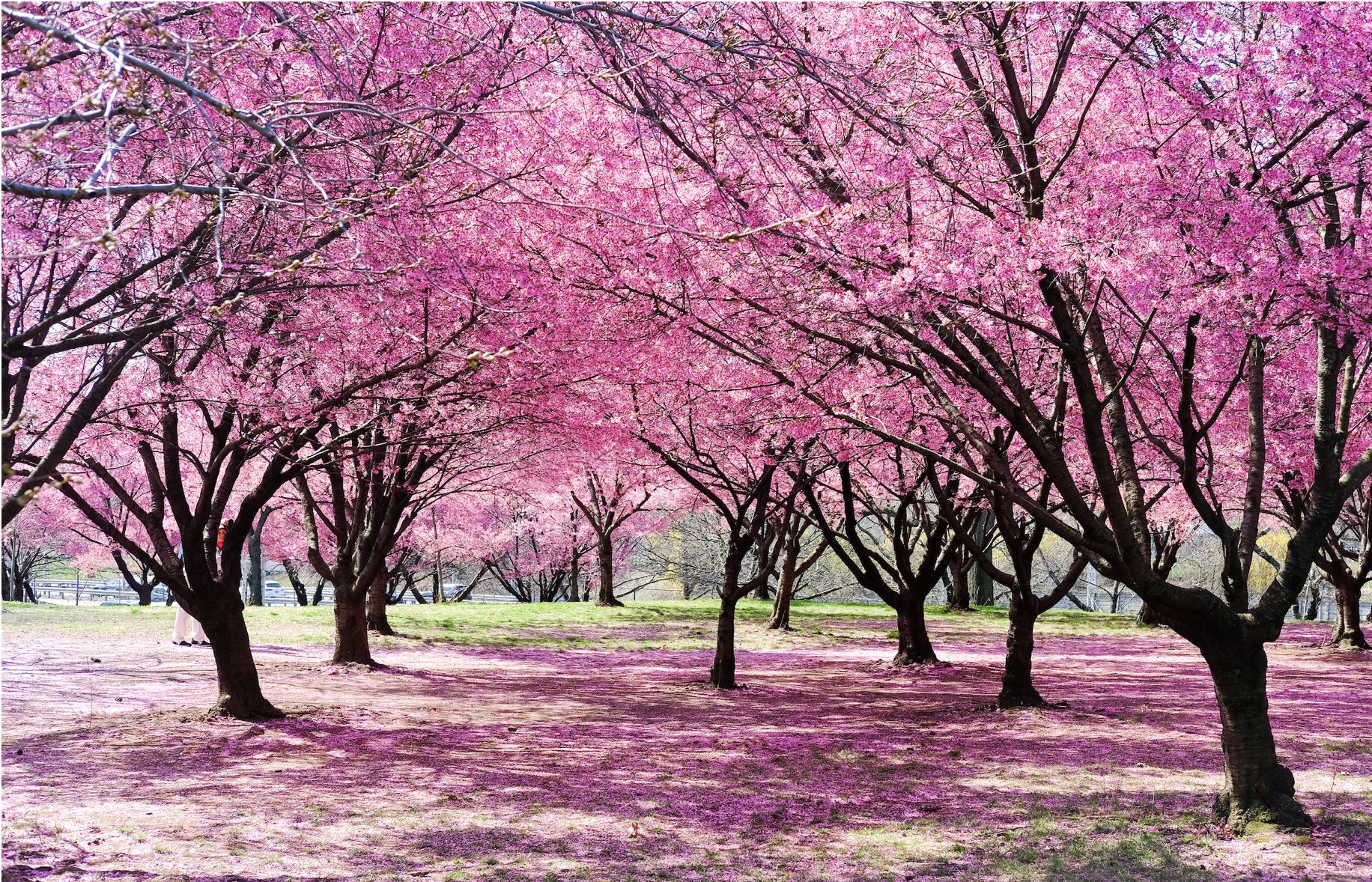 🌳 미와케모리 공원(미와케모리 코엔) 이미지 11